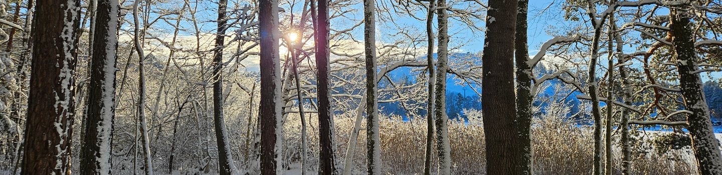Solen skiner genom träden i snön.