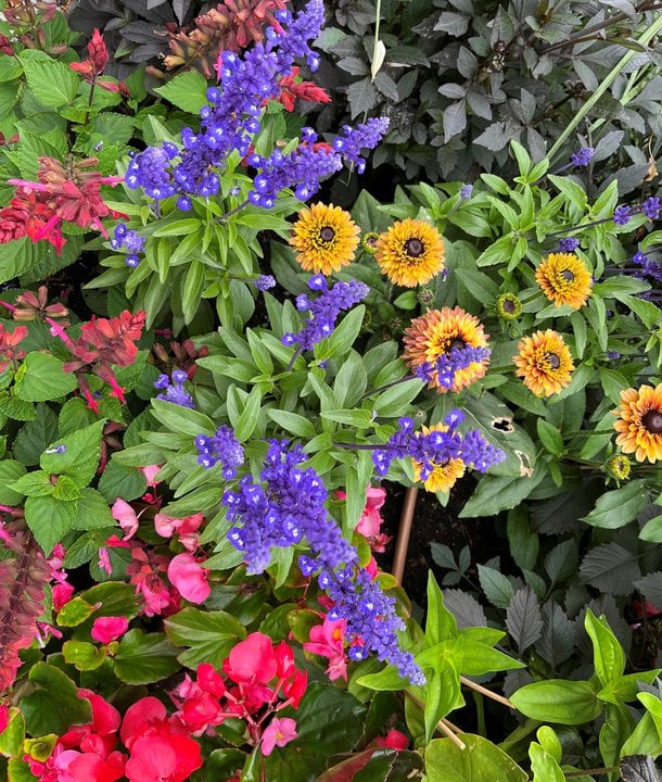 Sommarblommor