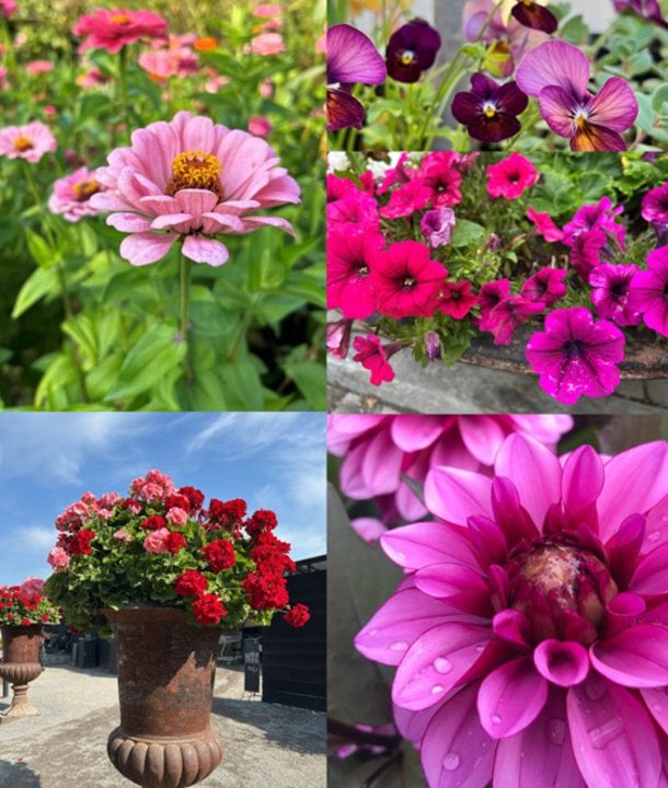 Sommarblommor