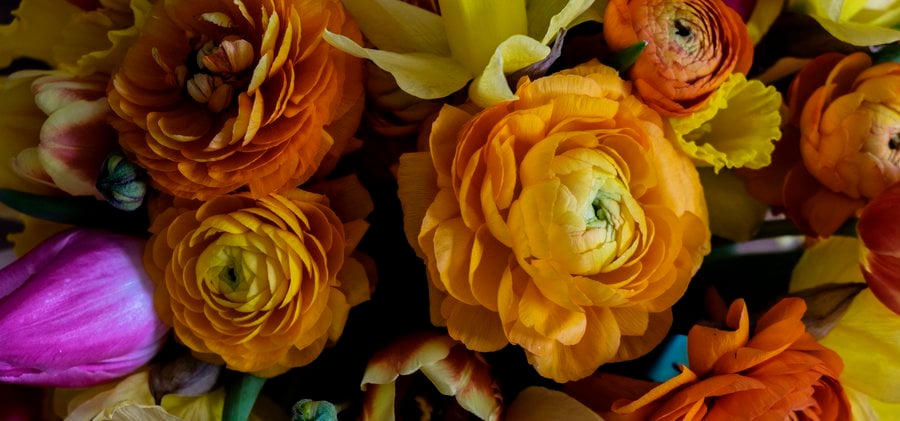 Stilleben med blommor