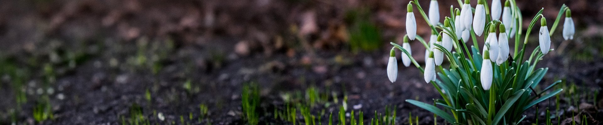 Vita snöblommar på bar mark.