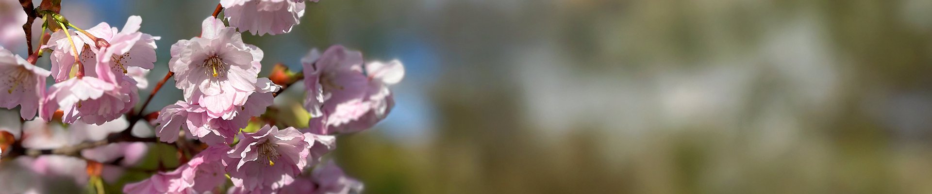 Ett suddigt foto av rosa blommor på ett träd.