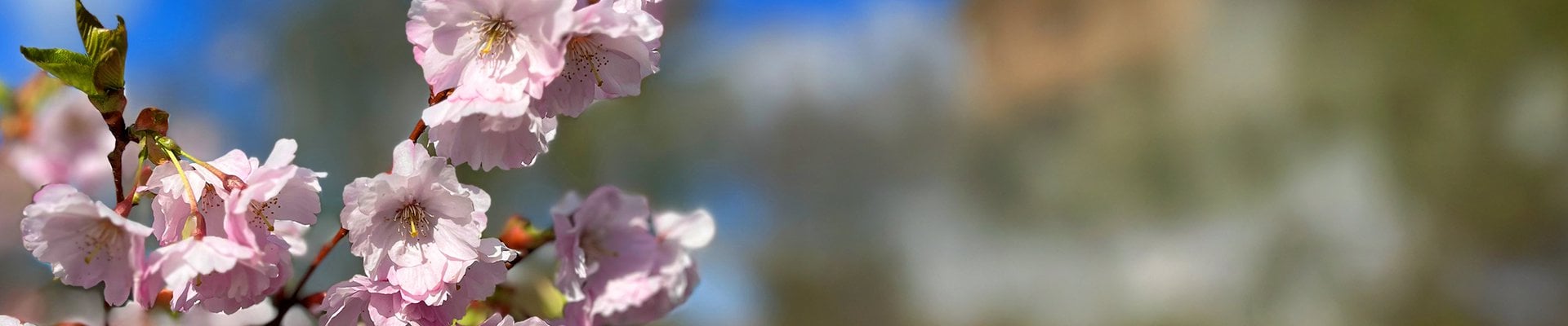 Ett suddigt foto av rosa blommor på ett träd.