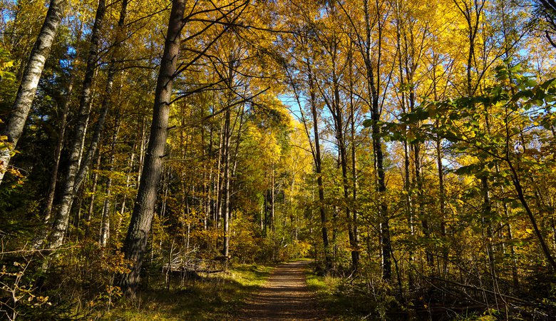 En grusväg mitt i en skog.