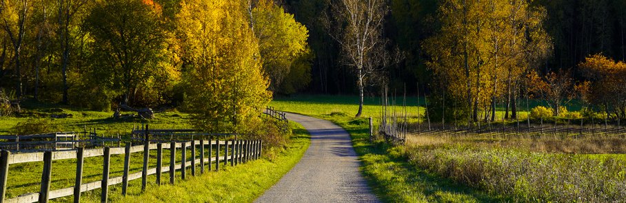 En landsväg mitt i ett gräsbevuxet fält.