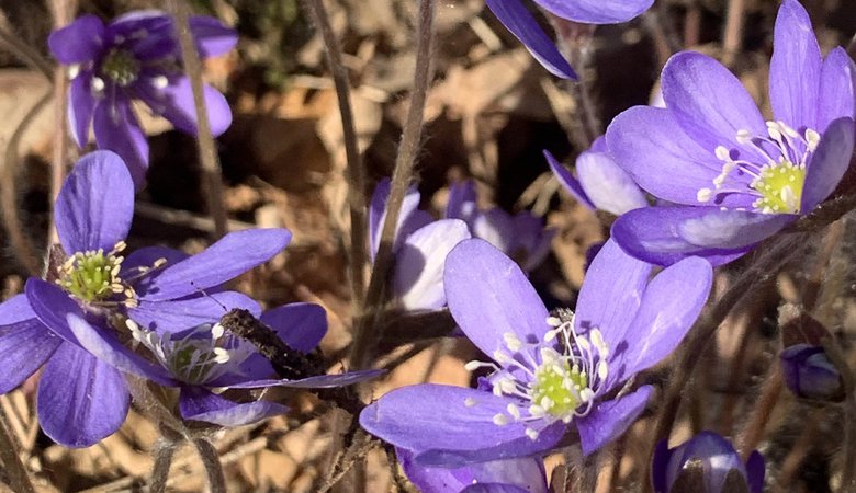 En massa lila blommor ute i naturen