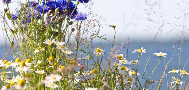 sommarblomma