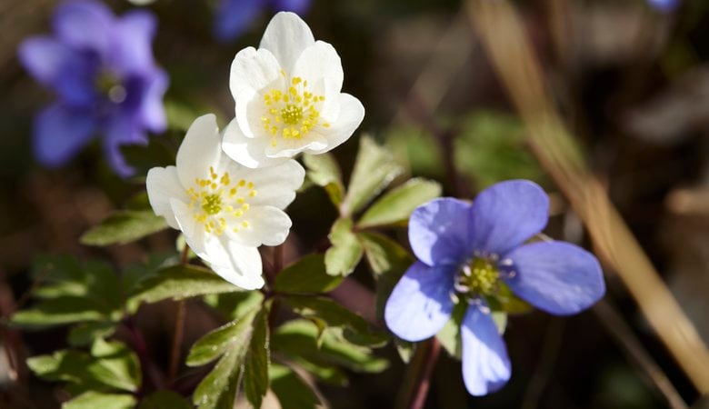 Vårblommor