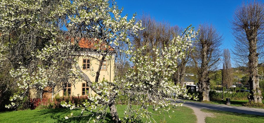 Blommande plommonträd vid Edsbergs slott.