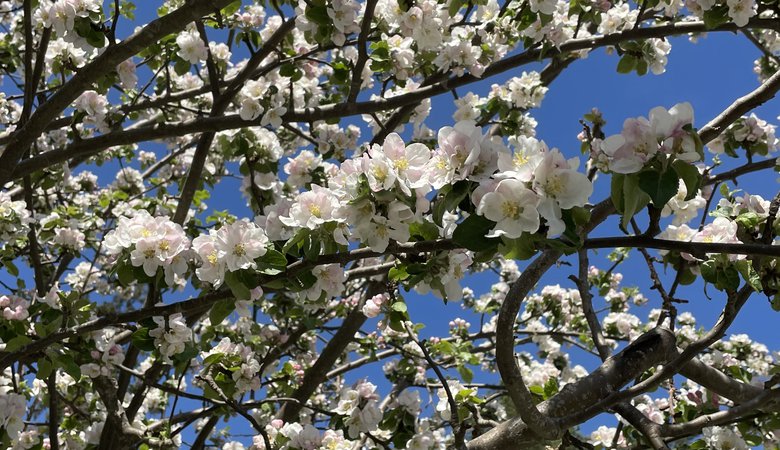 Ett träd med vita blommor och gröna blad.