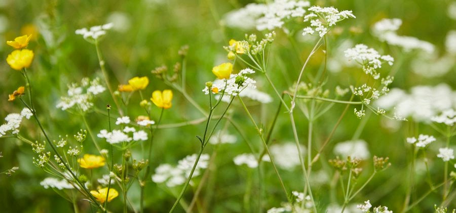 Ett fält fullt av vita och gula blommor.