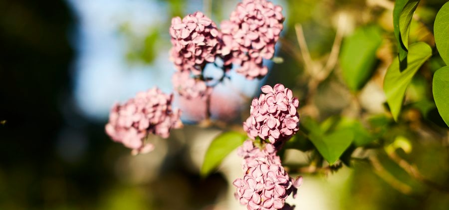 En närbild av en rosa syrenblommor.