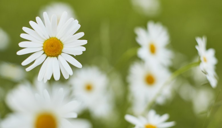 Midsommarblomma